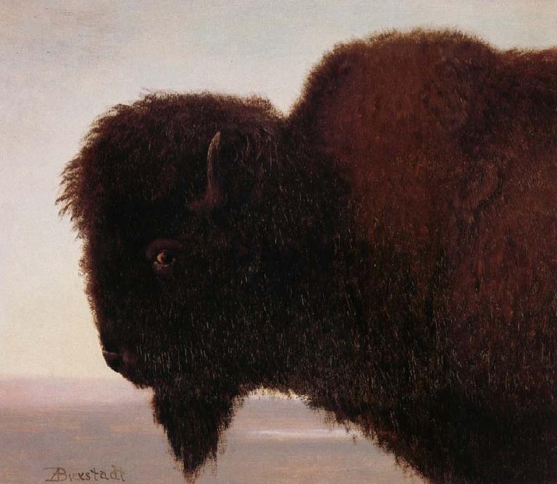 Albert Bierstadt Buffalo Head oil painting image